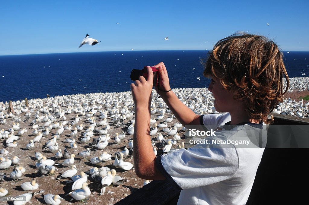 Boy taking pictures of Northern Gannets in, Quebec, Canada Boy taking pictures of Northern Gannets in Parc national de l'Île-Bonaventure-et-du-Rocher-Percé, Quebec, Canada 2015 Stock Photo