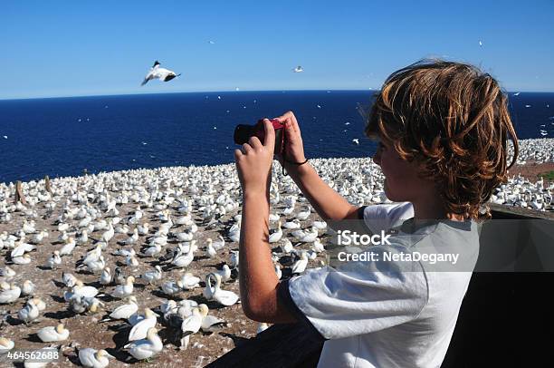 Boy Taking Pictures Of Northern Gannets In Quebec Canada Stock Photo - Download Image Now
