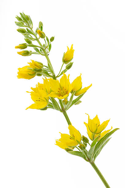 istock Lysimachia punctata flower (Garden Loosestrife) on white background 464564585