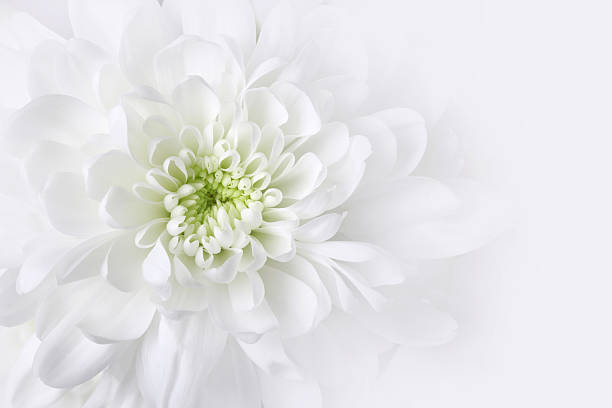 bianco crisantemo, close-up, sfondo floreale - close to moving up single flower flower foto e immagini stock