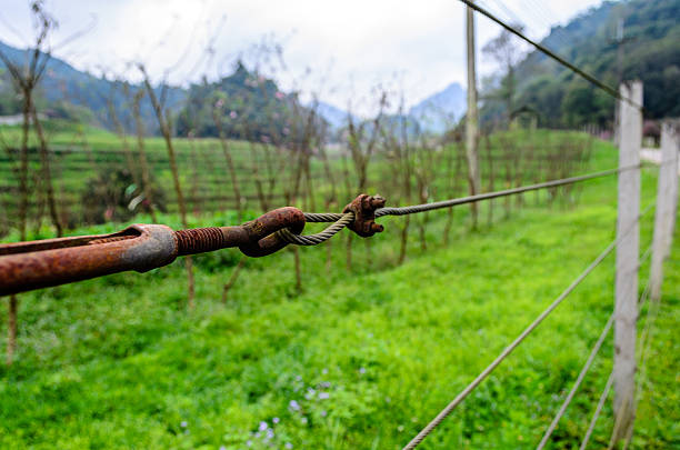 Vineyard wire tensionVineyard wire tension