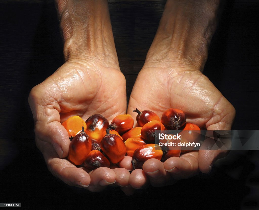 Hands holding Oil palm fruit Hands holding a group of fresh and ripe oil palm fruits Agriculture Stock Photo