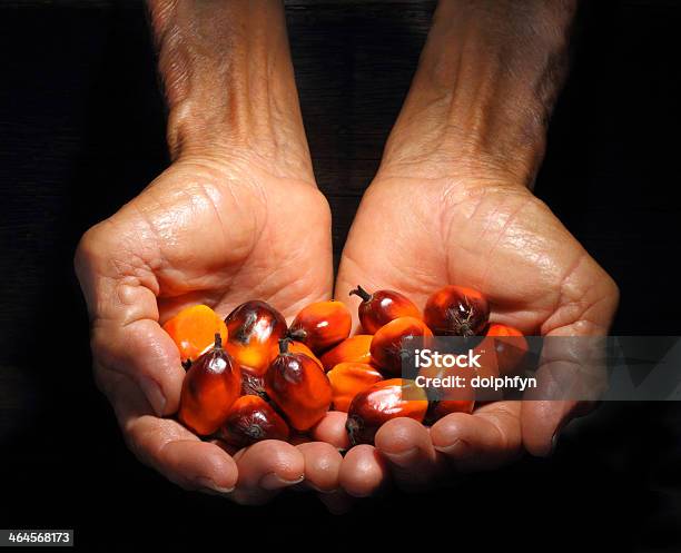 Hands Holding Oil Palm Fruit Stock Photo - Download Image Now - Agriculture, Asia, Cooking Oil