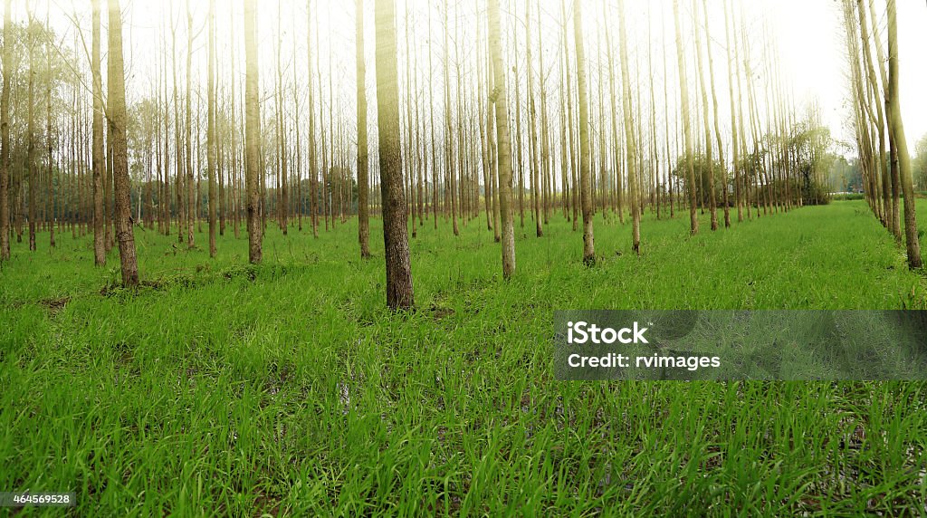 Campo de trigo verde com fundo de natureza - Foto de stock de 2015 royalty-free