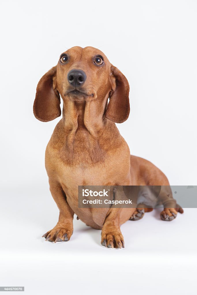 Funny dachshund Funny dachshund. 2015 Stock Photo