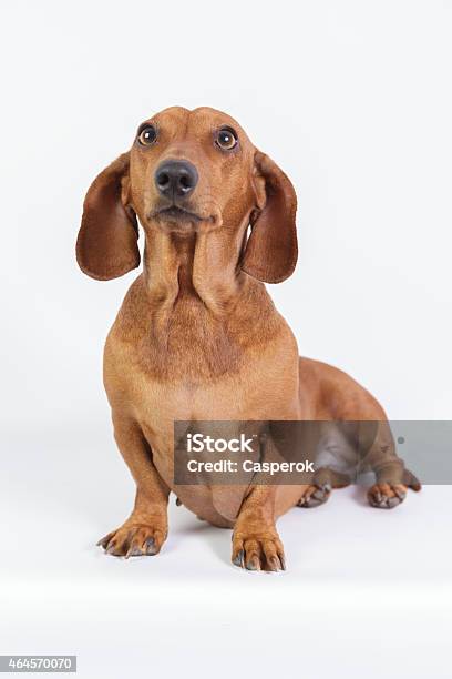 Funny Dachshund Stock Photo - Download Image Now - 2015, Animal, Animal Body Part