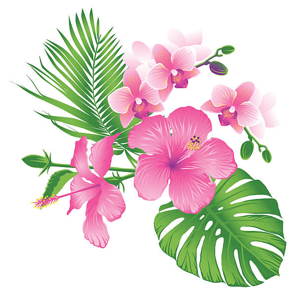 Vetores de Rosa Com Flores Tropicais e mais imagens de Aloha - Palavra  havaiana - Aloha - Palavra havaiana, 2015, Arranjo de Flores - iStock
