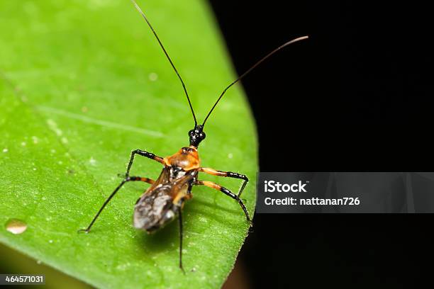 Insekten Stockfoto und mehr Bilder von Baum - Baum, Bedrohte Tierart, Bildhintergrund