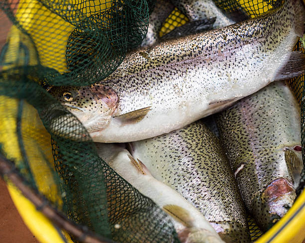 łosoś ryb. - chinook salmon zdjęcia i obrazy z banku zdjęć