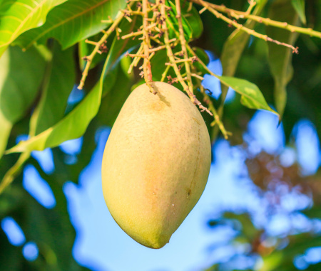 The mangoes on the tree