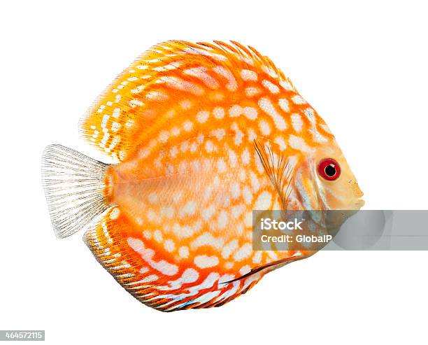 Side View Of A Red Pigeon Blood Discus Symphysodon Aequifasciatus Stock Photo - Download Image Now