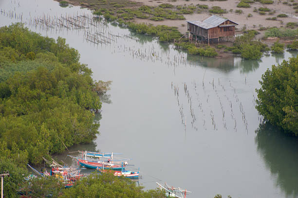 istock Mangroves and house. 464572127