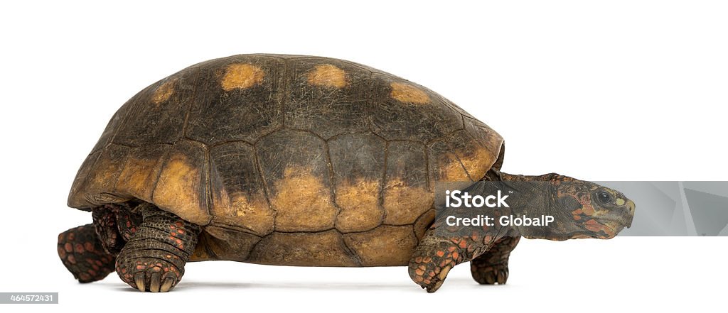 Side view of a Red-footed tortoise walking, Chelonoidis carbonaria Side view of a Red-footed tortoise walking, Chelonoidis carbonaria, isolated on white Animal Stock Photo