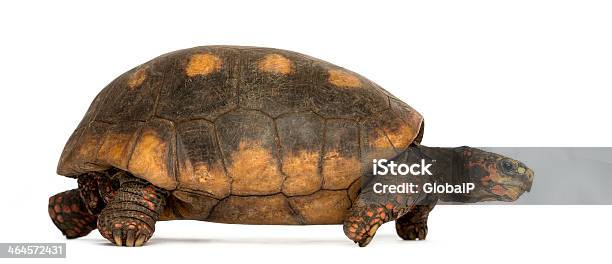 Side View Of A Redfooted Tortoise Walking Chelonoidis Carbonaria Stock Photo - Download Image Now