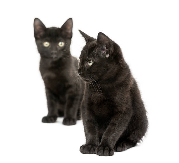 istock Two Black kittens sitting, 2 months old, isolated on white 464572685