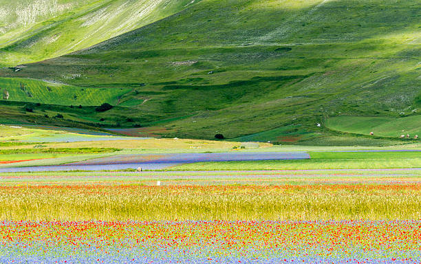 istock Piano Grande di Castelluccio (Italy) 464573568