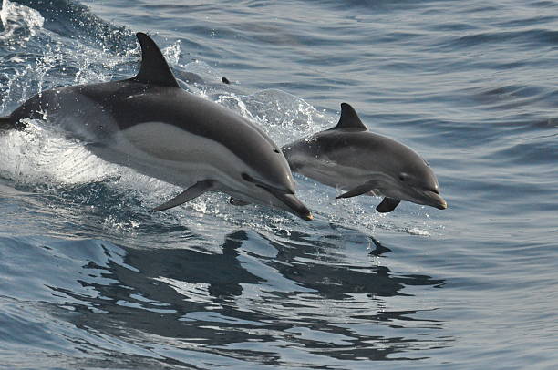 Wild Common Dolphin Mother & Calf Wild common Dolphin and Calf  playing and breaching in the waves gibraltar photos stock pictures, royalty-free photos & images