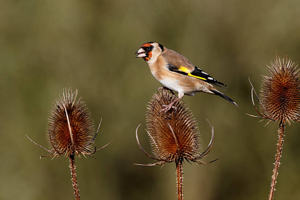 istock Goldfinch, Carduelis cardueliss 464574533