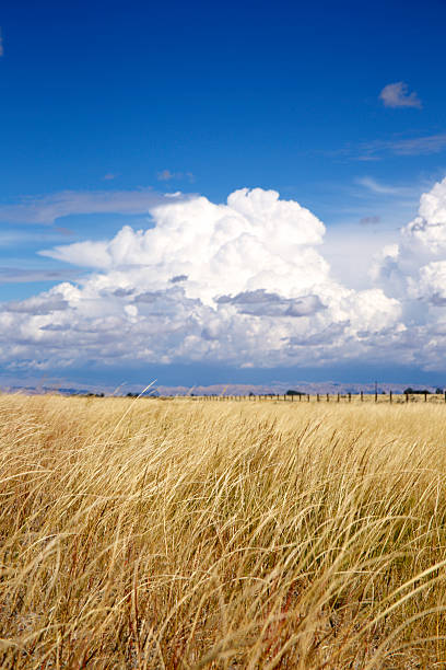 brushing des herbes sauvages dans le vent tandis que des nuages de construire. - bighorn mountains photos et images de collection