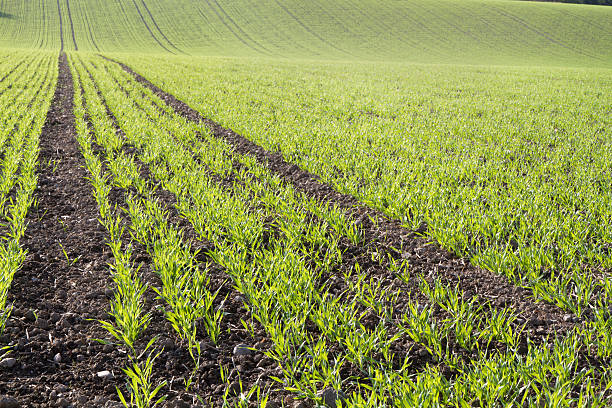 istock Farming in autumn, Bavaria, Germany 464574865