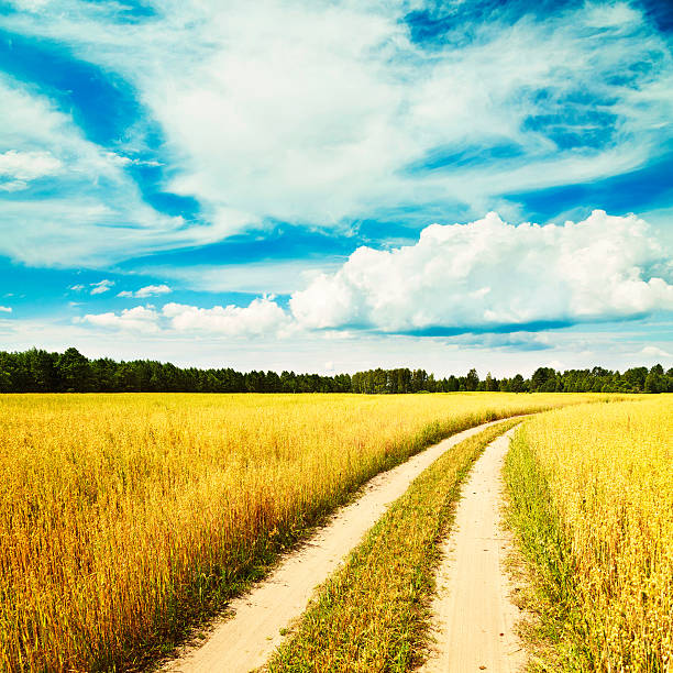 istock Summer Landscape with Oat Field and Country Road 464575352