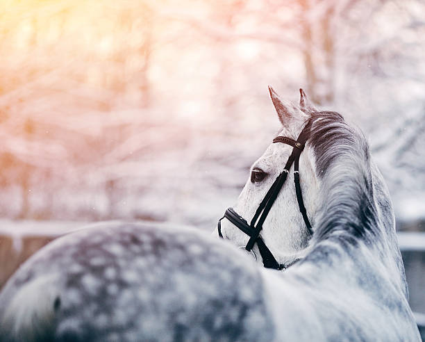 retrato de un caballo en el restaurante gray deportes de invierno - halter fotografías e imágenes de stock