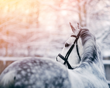 Portrait of a gray sports horse in the winter at sunset. Portrait of a sports stallion. Thoroughbred horse. Beautiful horse.