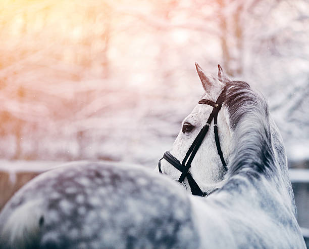 retrato de um cavalo cinza no desporto de inverno - winter snow livestock horse imagens e fotografias de stock