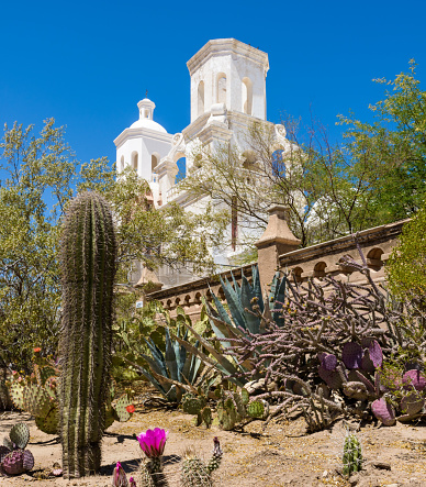 San Xavier del Bac Mission, White Mission Church Building, Tucson, Arizona, cactus blossom, desert. Clear blue sky