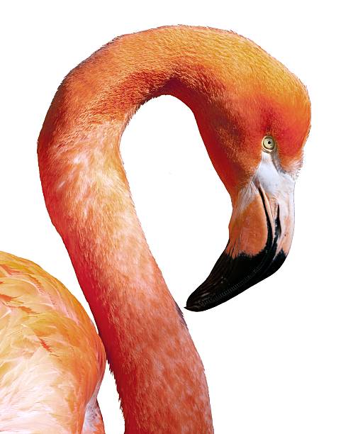 american flamingo-phoenicopterus ruber-schöne rote bunte vogel - animal beak bird wading stock-fotos und bilder