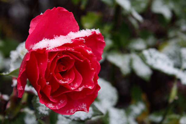 istock Red rose in the winter snow 464576516
