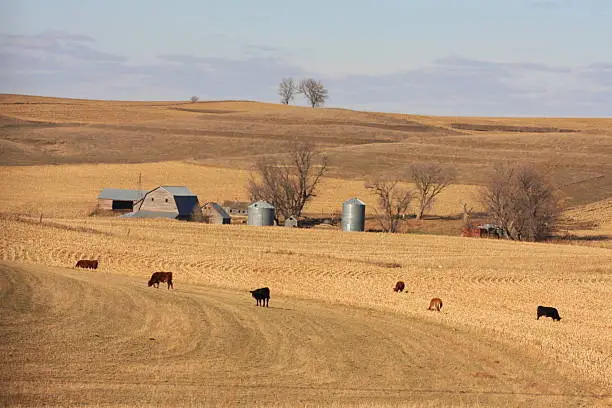 The golden hues of the land and the rich blue of the November sky paint a stunning image of northwest Iowa, where cattle graze on cornstalks in Plymouth County. 