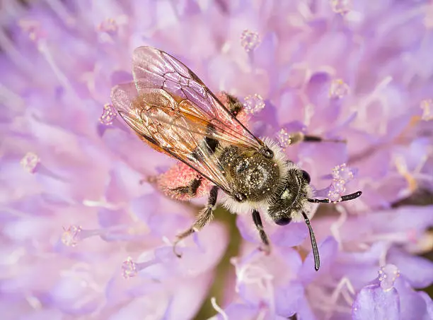 Small Scabious Mining-bee, Andrena marginata on scabious flower.