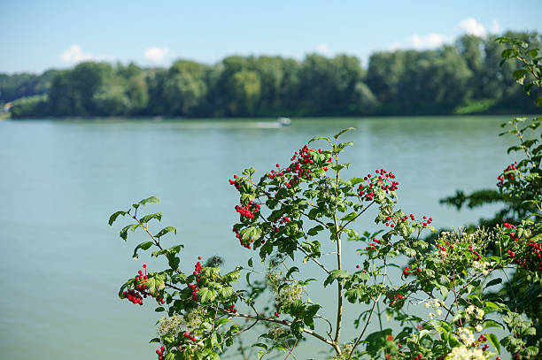 green algae on a pond
