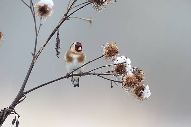 istock Goldfinch, Carduelis cardueliss 464577993