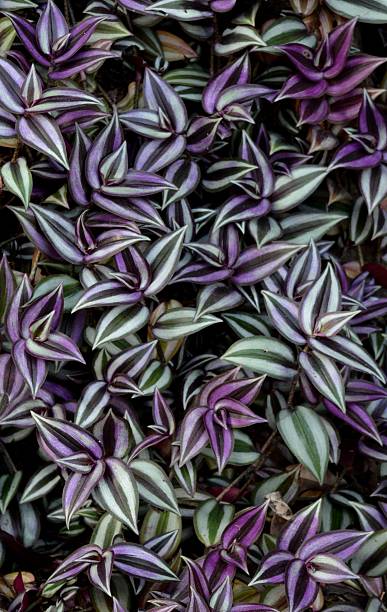 sie fragen sich, jüdin pflanzliche tradescantia zebrina - tapetenentferner stock-fotos und bilder