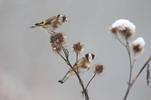 istock Goldfinch, Carduelis cardueliss 464578681