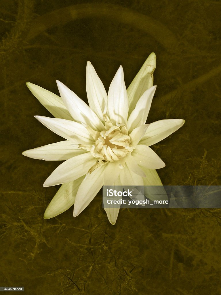 White Water Lily, White Lotus, Nymphaea pubescens 2015 Stock Photo