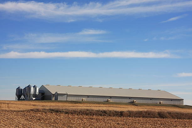 istock Iowa Swine Barns in Autumn 464580998