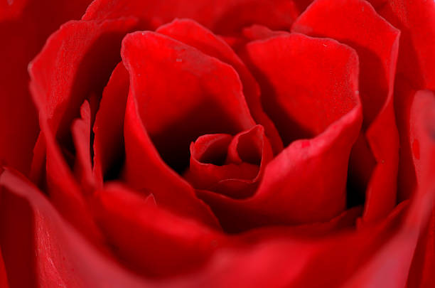 istock beautiful close up red rose 464581215