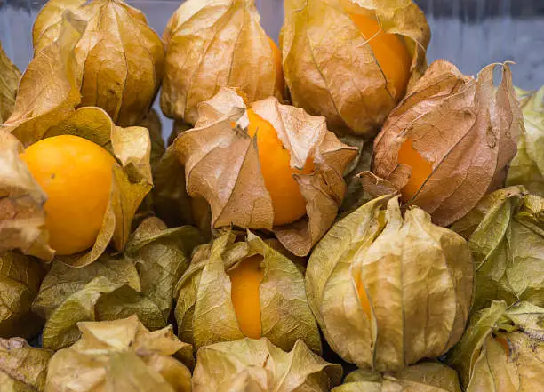 Heap of gooseberry or yellow physalis fruits