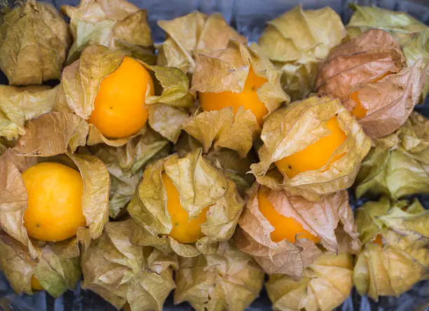 Heap of gooseberry or yellow physalis fruits