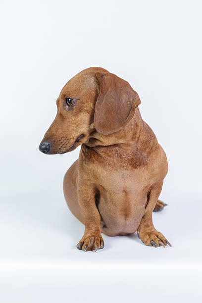 engraçado dachshund - dachshund dog sadness sitting imagens e fotografias de stock