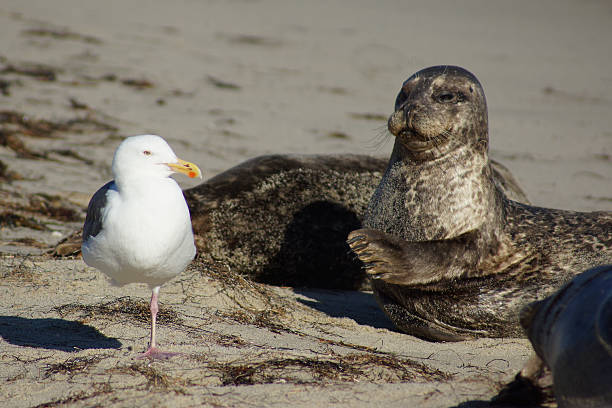 istock Harbor Seal and Sea Gull at San Diego Beach 464583588