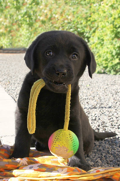 istock Black labrador puppy with ball in mouth 464584032