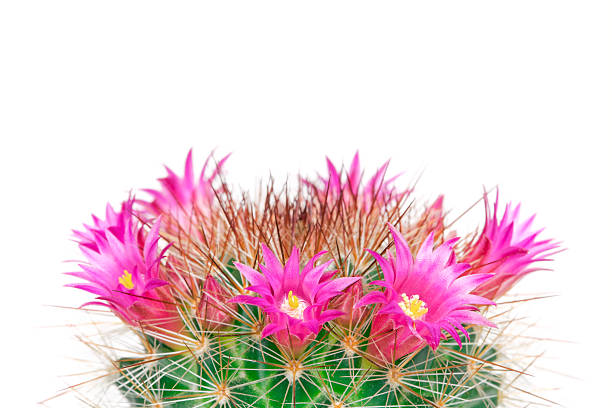 istock Blooming cactus mammillaria 464585393