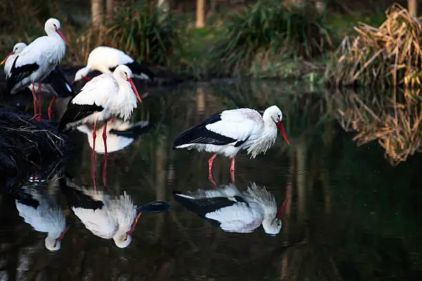 Multiple white-storks standing in and near the water