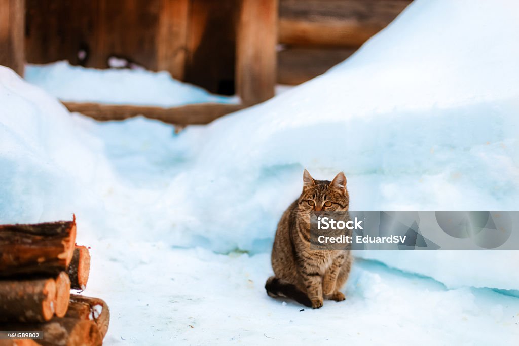The cat. Cat sitting on snow outdoors. 2015 Stock Photo