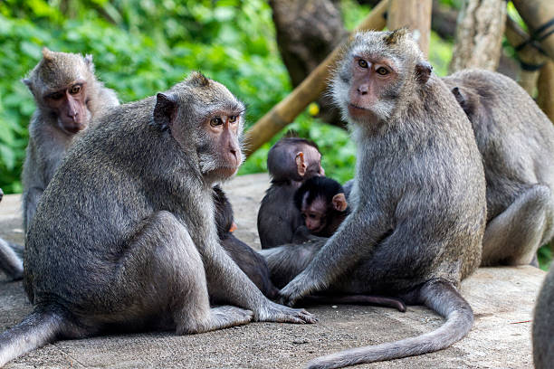 family of monkeys family of monkeys in Bali baboon photos stock pictures, royalty-free photos & images
