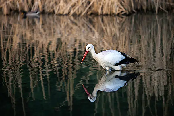 White-stork fishing in the water with a beautiful reflection